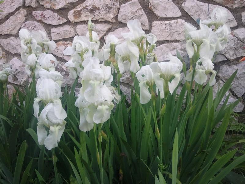 Apartmani Maris Mali Lošinj Zewnętrze zdjęcie